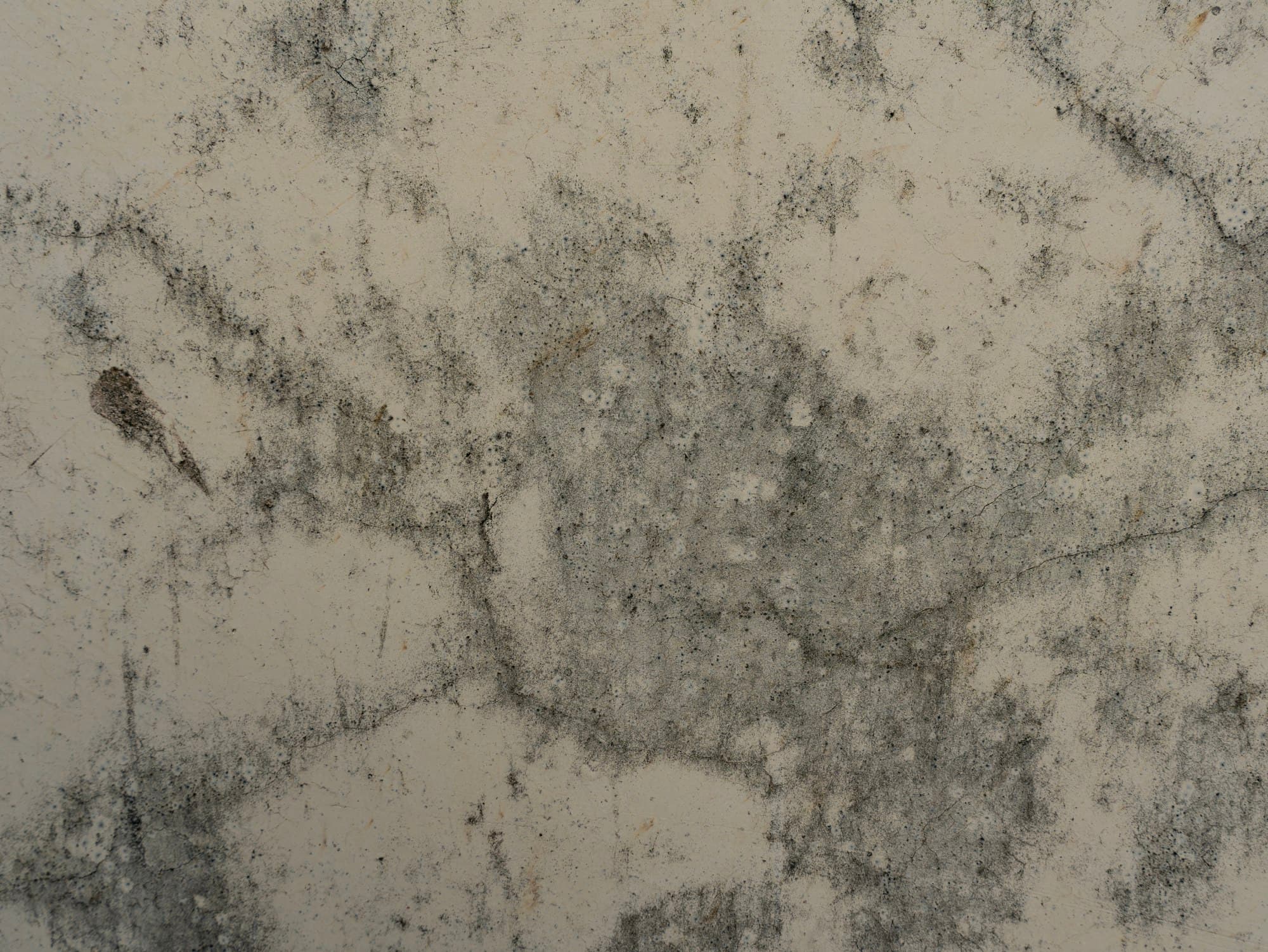 Close-up of a pale wall covered in dark speckled mould growth spreading out from hairline cracks.
