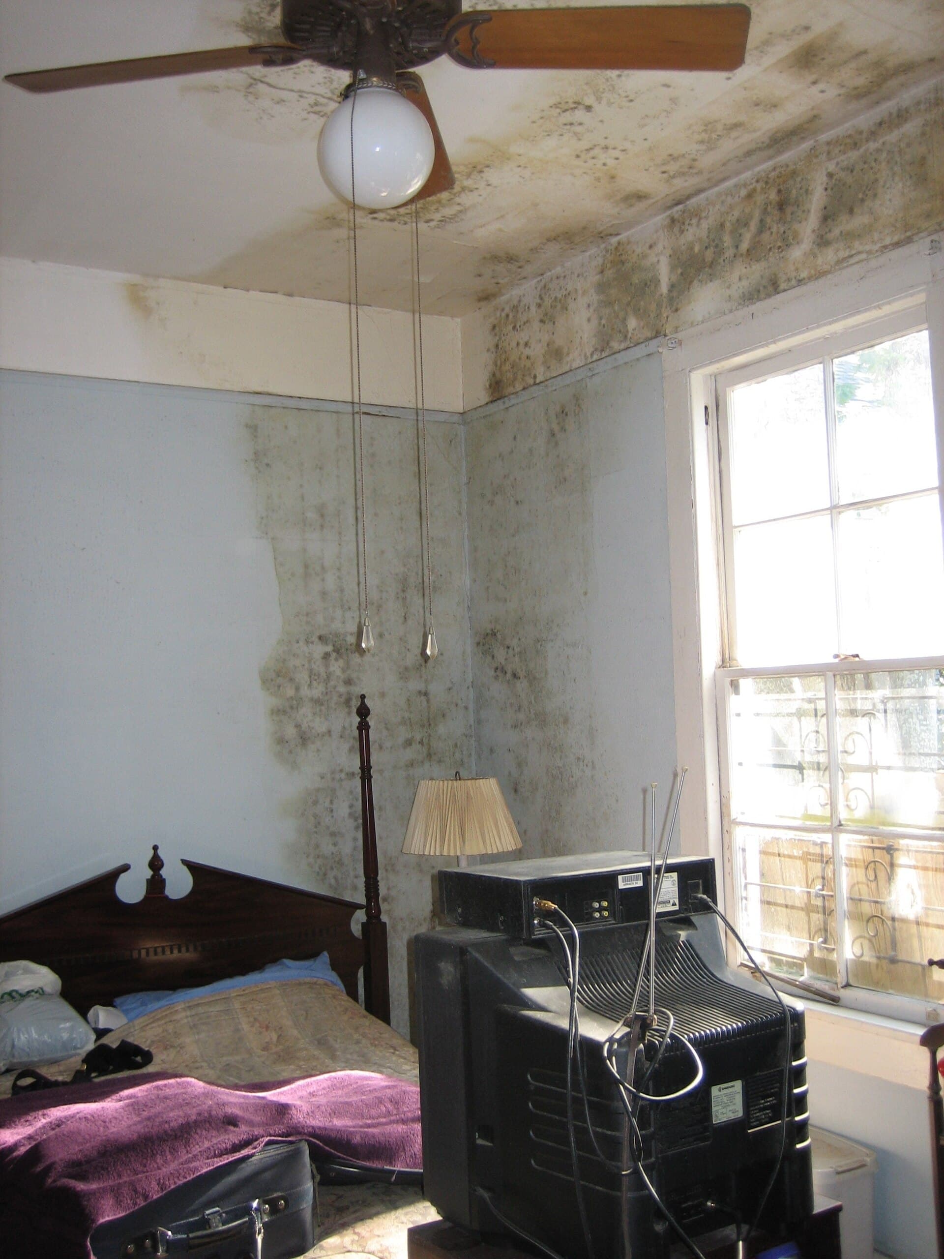 Heavy mould growth spreading across the wall of a bedroom in a storm-damaged house.